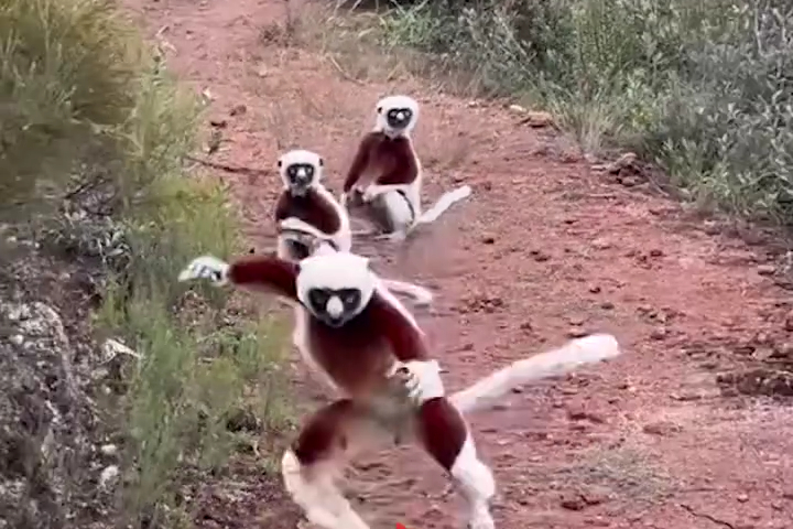 Cuộc Phục Kích Của Vượn Cáo